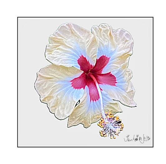 Poem of The White Galaxy Hibiscus
