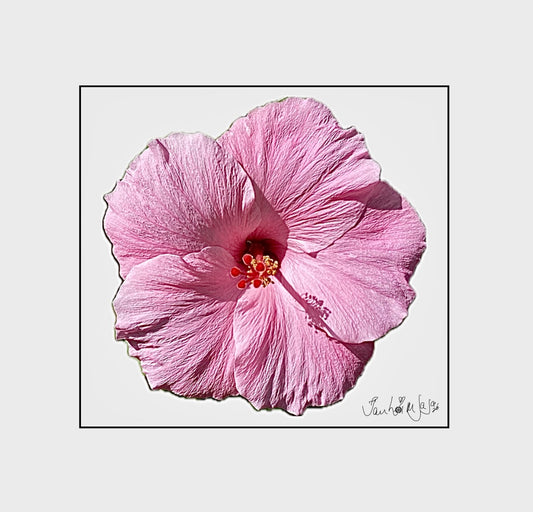 Poem of The Pink Hibiscus