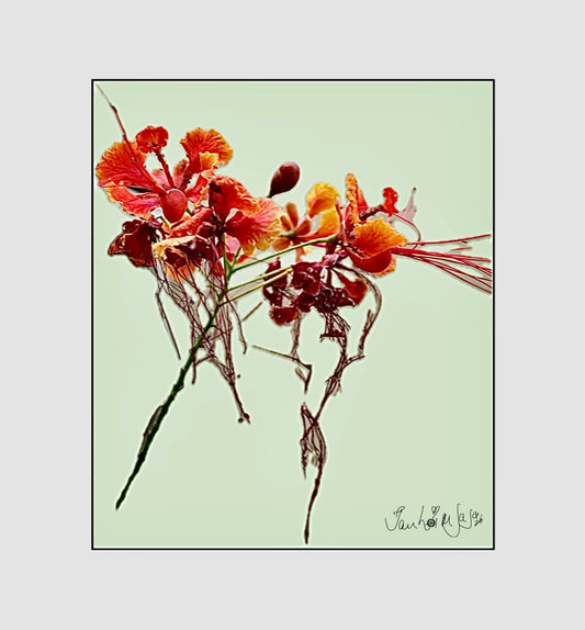 RED ORCHID